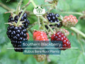 Southern Blackberry Plants – 2–3 Ft Live Bare Root Rubus spp. Fruit Bushes for Home Gardens