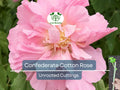 4 Confederate Cotton Rose Unrooted Cuttings - Hibiscus mutabilis, Color Changing Flowers, Hardy Flowering Shrub, Garden Plant