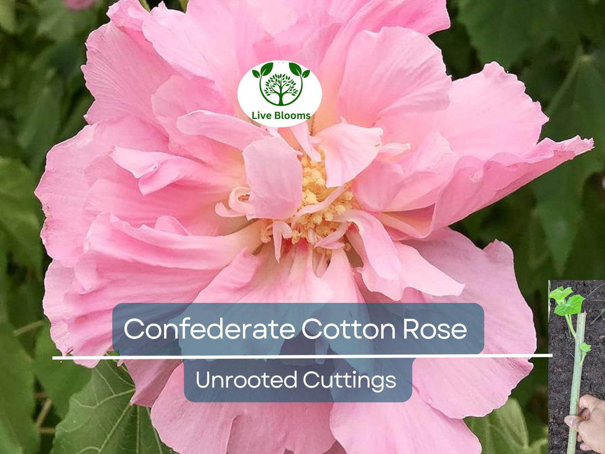 4 Confederate Cotton Rose Unrooted Cuttings - Hibiscus mutabilis, Color Changing Flowers, Hardy Flowering Shrub, Garden Plant