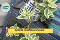 Variegated Baby Sun Rose Succulent Plant 3” Pot Aptenia cordifolia variegata with Pink Flowers for Garden or Indoor