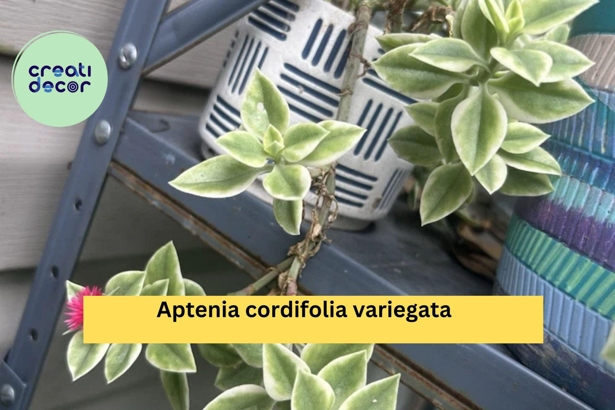 Variegated Baby Sun Rose Succulent Plant 3” Pot Aptenia cordifolia variegata with Pink Flowers for Garden or Indoor