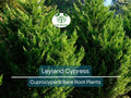 5 Leyland Cypress Trees – Bare Root Evergreen Starter Plants for Privacy Screen & Windbreak – × Cuprocyparis leylandii