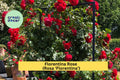 Florentina Rose Cuttings – 3 Unrooted Stems for Grafting or Propagation – Rosa ‘Florentina’ Deep Red Climbing Rose