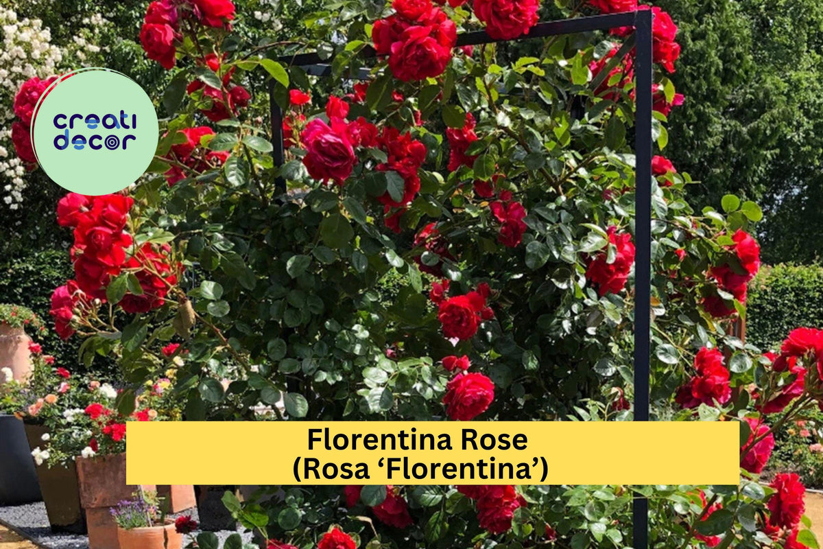 Florentina Rose Cuttings – 3 Unrooted Stems for Grafting or Propagation – Rosa ‘Florentina’ Deep Red Climbing Rose