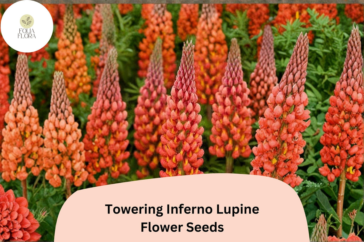 25+ Towering Inferno Lupine Seeds | Red-Orange Flower Spikes | Tall Garden Perennial | Lupinus spp.