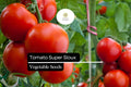 Tomato Seeds Super Sioux Heirloom Non-GMO Heat-Tolerant for Sauces & Fresh Eating Solanum lycopersicum
