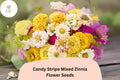 Candy Stripe Mix Zinnia Seeds – Colorful Bicolor Blooms for Summer Gardens & Bouquets – Zinnia elegans