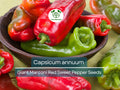 Giant Marconi Red Sweet Pepper Seeds 250mg | Capsicum annuum Heirloom for Gardening & Culinary Use