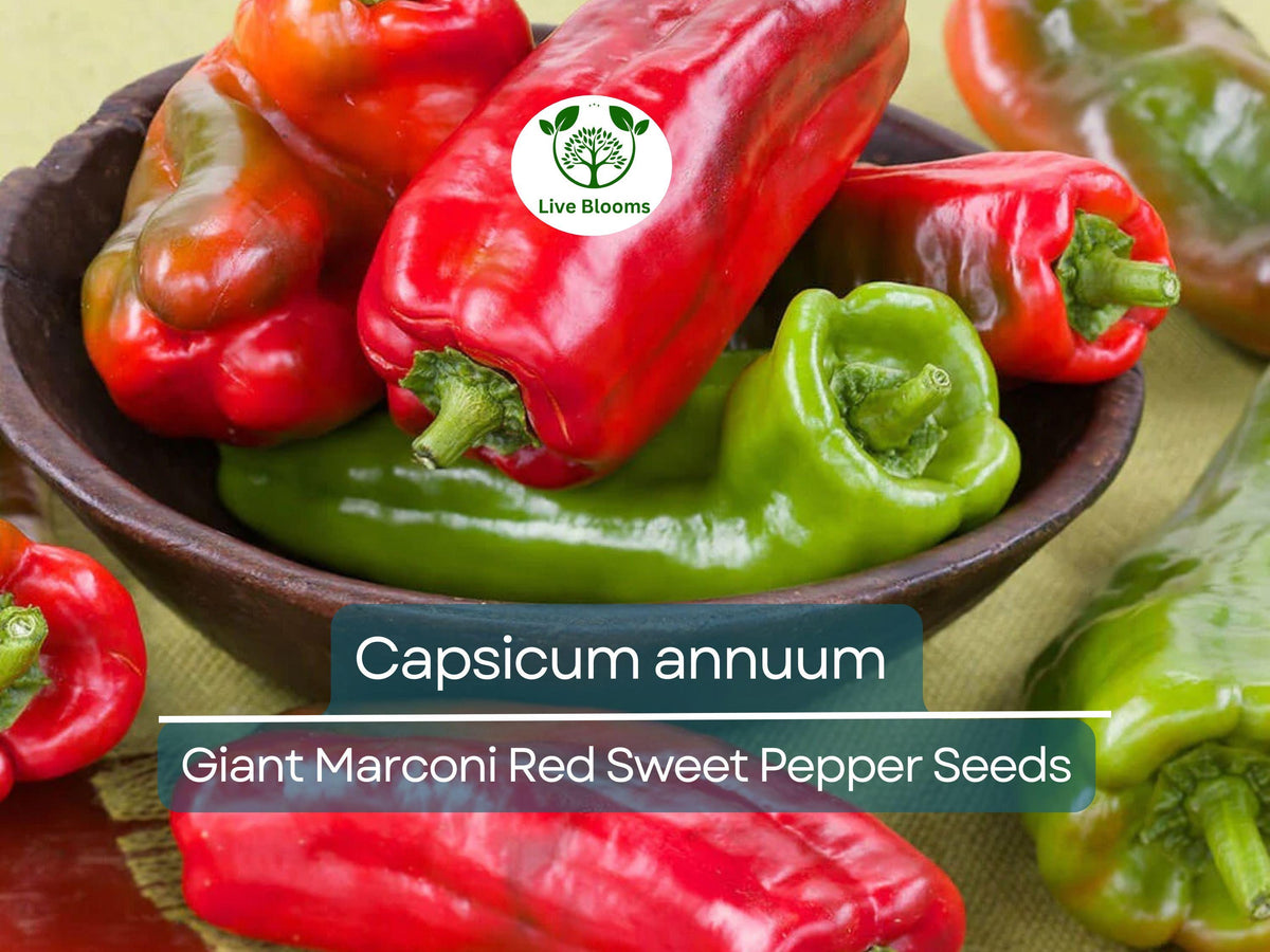 Giant Marconi Red Sweet Pepper Seeds 250mg | Capsicum annuum Heirloom for Gardening & Culinary Use