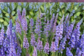 100 mg Penstemon cyaneus Seeds – Blue Beardtongue Wildflower for Pollinator Gardens, Native Landscaping, Bee and Butterfly Attractant
