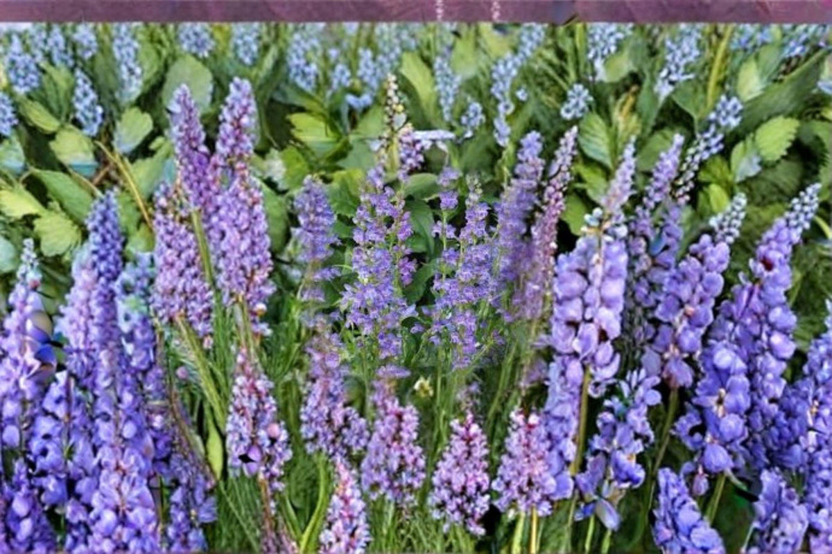 100 mg Penstemon cyaneus Seeds – Blue Beardtongue Wildflower for Pollinator Gardens, Native Landscaping, Bee and Butterfly Attractant