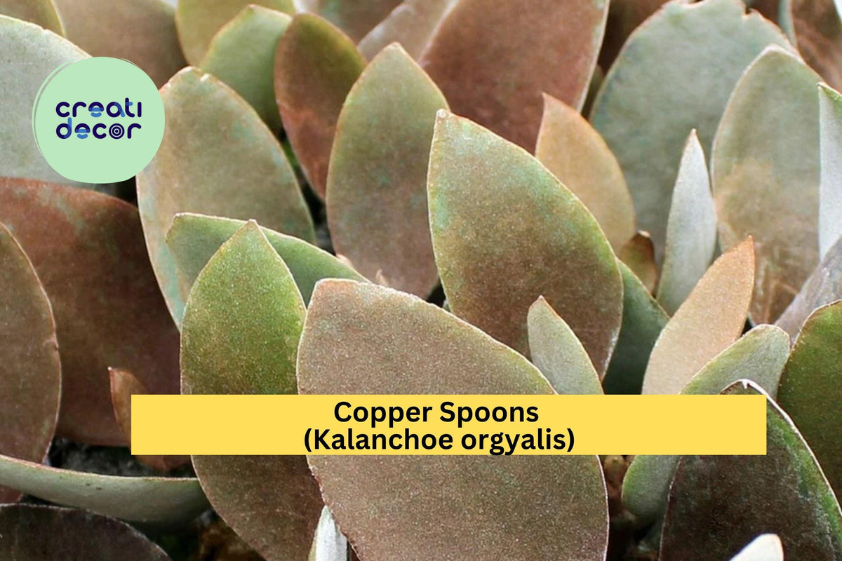 Copper Spoons Succulent Cutting – 7" Kalanchoe orgyalis with Fuzzy Bronze Leaves, Indoor Drought-Tolerant Plant