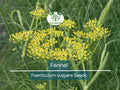 200 Fennel Seeds Herb – Perennial, Aromatic, Non-GMO, Culinary & Butterfly Host Plant, Foeniculum vulgare
