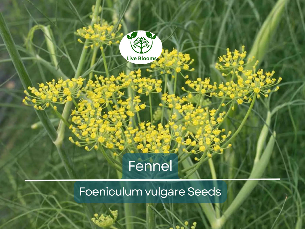 200 Fennel Seeds Herb – Perennial, Aromatic, Non-GMO, Culinary & Butterfly Host Plant, Foeniculum vulgare