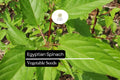 Egyptian Spinach Seeds | Molokhia Green Leafy Green for Summer Gardens | Corchorus olitorius