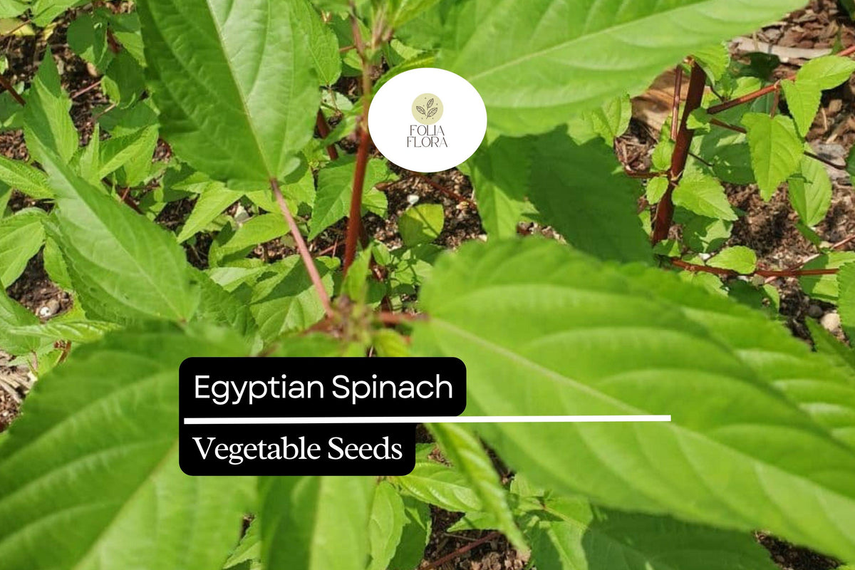 Egyptian Spinach Seeds | Molokhia Green Leafy Green for Summer Gardens | Corchorus olitorius