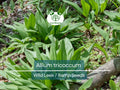Wild Leek Seeds, Allium tricoccum, Edible, Heirloom, Non-GMO, Hardy, Gourmet, Woodland Garden, Perennial, Pollinator-Friendly