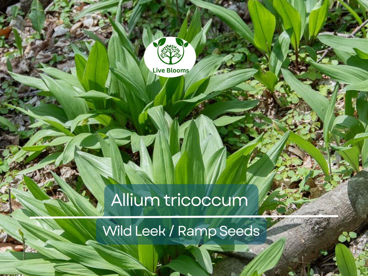 Wild Leek Seeds, Allium tricoccum, Edible, Heirloom, Non-GMO, Hardy, Gourmet, Woodland Garden, Perennial, Pollinator-Friendly