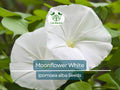 25 Moonflower Seeds - White Night-Blooming Morning Glory Vine, Ipomoea alba, Fragrant, Climbing Annual, Night Bloomer