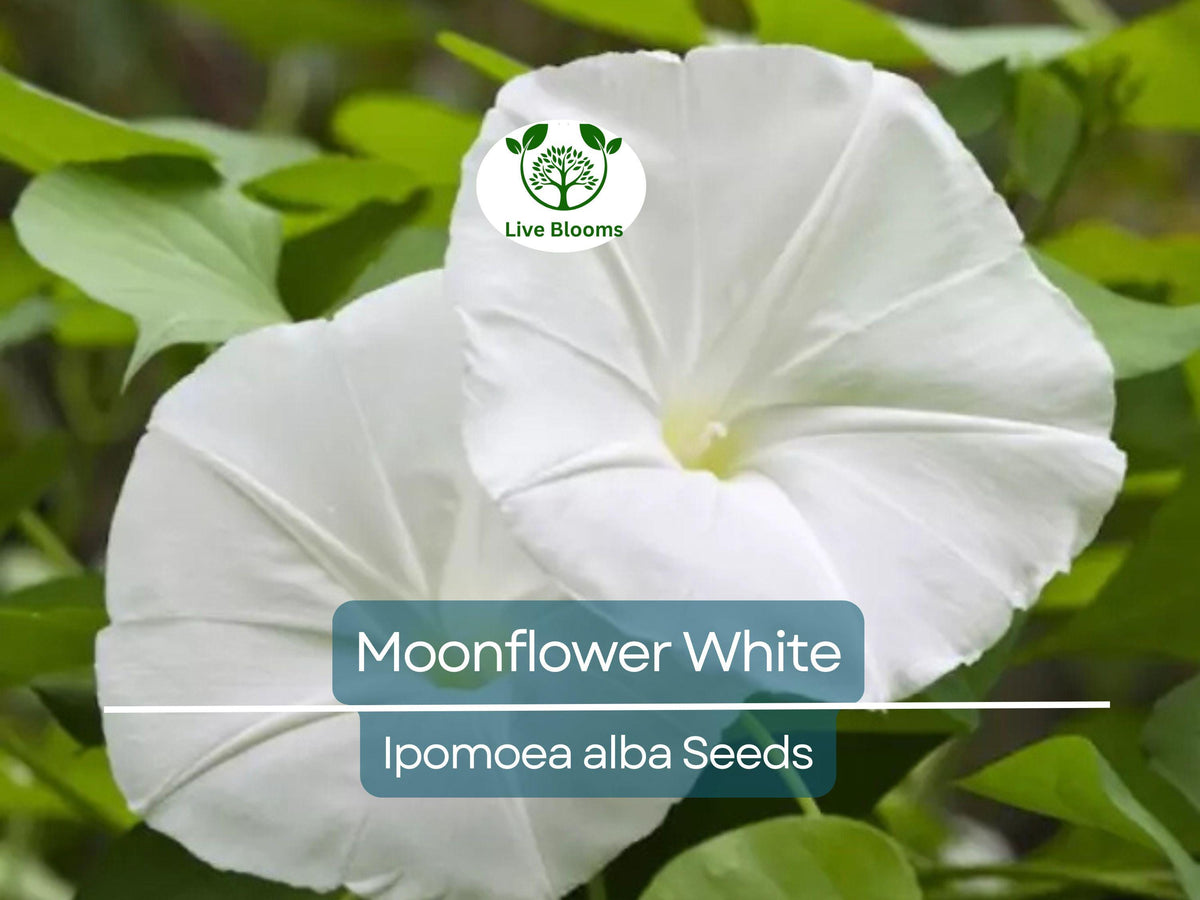 25 Moonflower Seeds - White Night-Blooming Morning Glory Vine, Ipomoea alba, Fragrant, Climbing Annual, Night Bloomer
