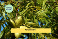 Pecan Tree Live Plants Set of 2 Bare Root Seedlings, Edible Nut Trees, Carya illinoinensis, Hardy Deciduous Orchard & Garden
