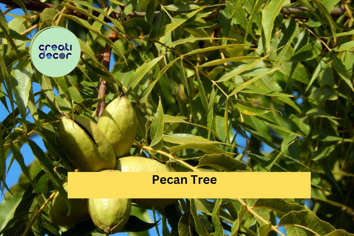 Pecan Tree Live Plants Set of 2 Bare Root Seedlings, Edible Nut Trees, Carya illinoinensis, Hardy Deciduous Orchard & Garden