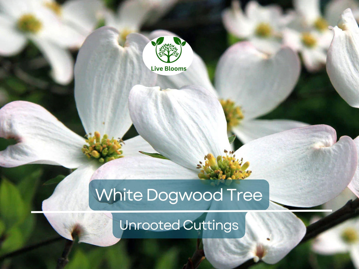 White Dogwood Tree Unrooted Cuttings - 6 Inches, Ornamental, Heirloom Cornus florida, Hardy Garden Propagation, Landscaping Plant