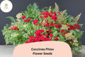 Coccinea Phlox Seeds – Scarlet Red Annual Flower for Garden & Borders – Phlox drummondii Var. Coccinea