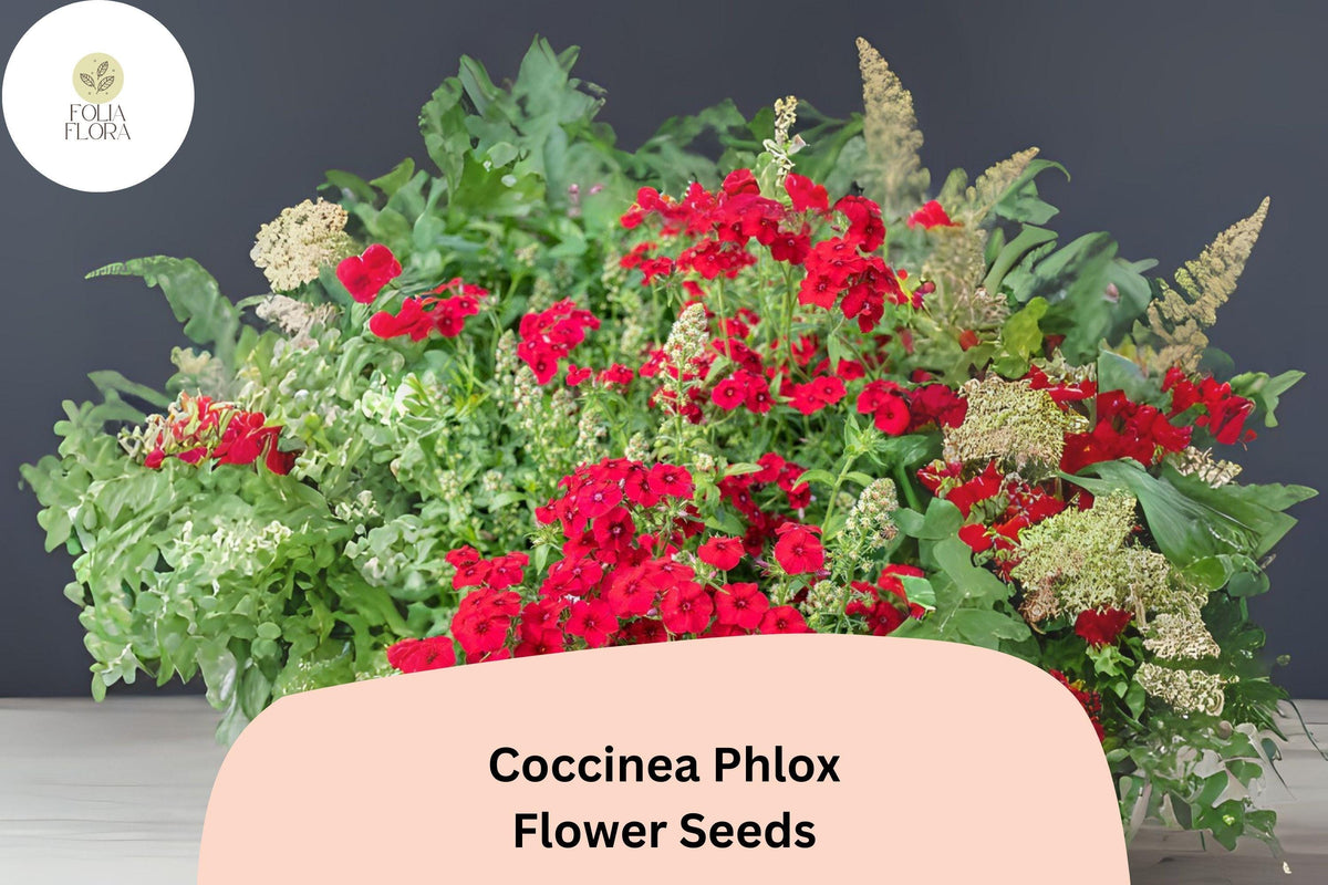 Coccinea Phlox Seeds – Scarlet Red Annual Flower for Garden & Borders – Phlox drummondii Var. Coccinea