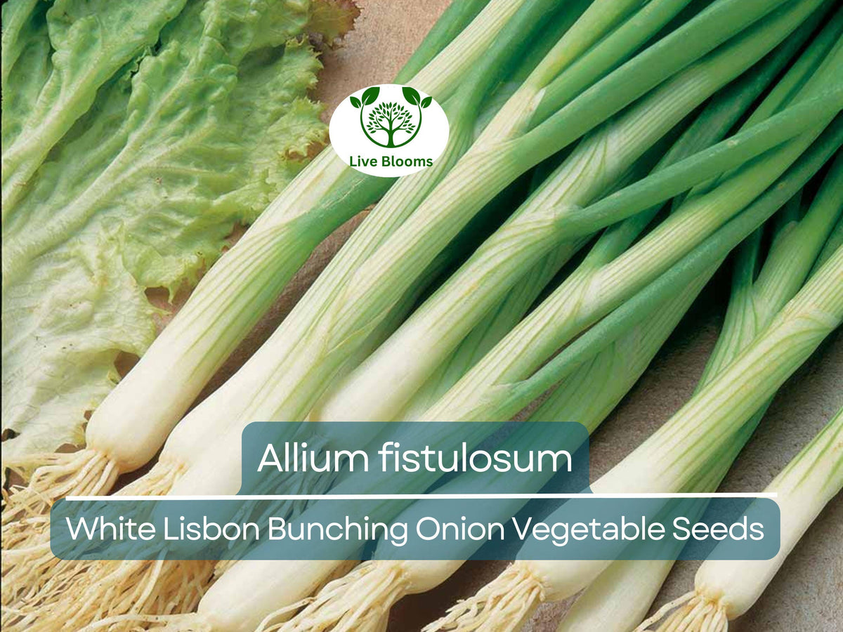 White Lisbon Bunching Onion Seeds – 250 mg Allium fistulosum Heirloom Green Onions for Planting, Culinary, Salad, Garnish