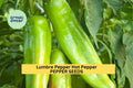 3pcs Lumbre Hot Pepper Seeds – Mexican Chili Capsicum annuum for Spicy Salsas, Hot Sauce, High-Yield, Fast-Growing Heirloom Seed Pack