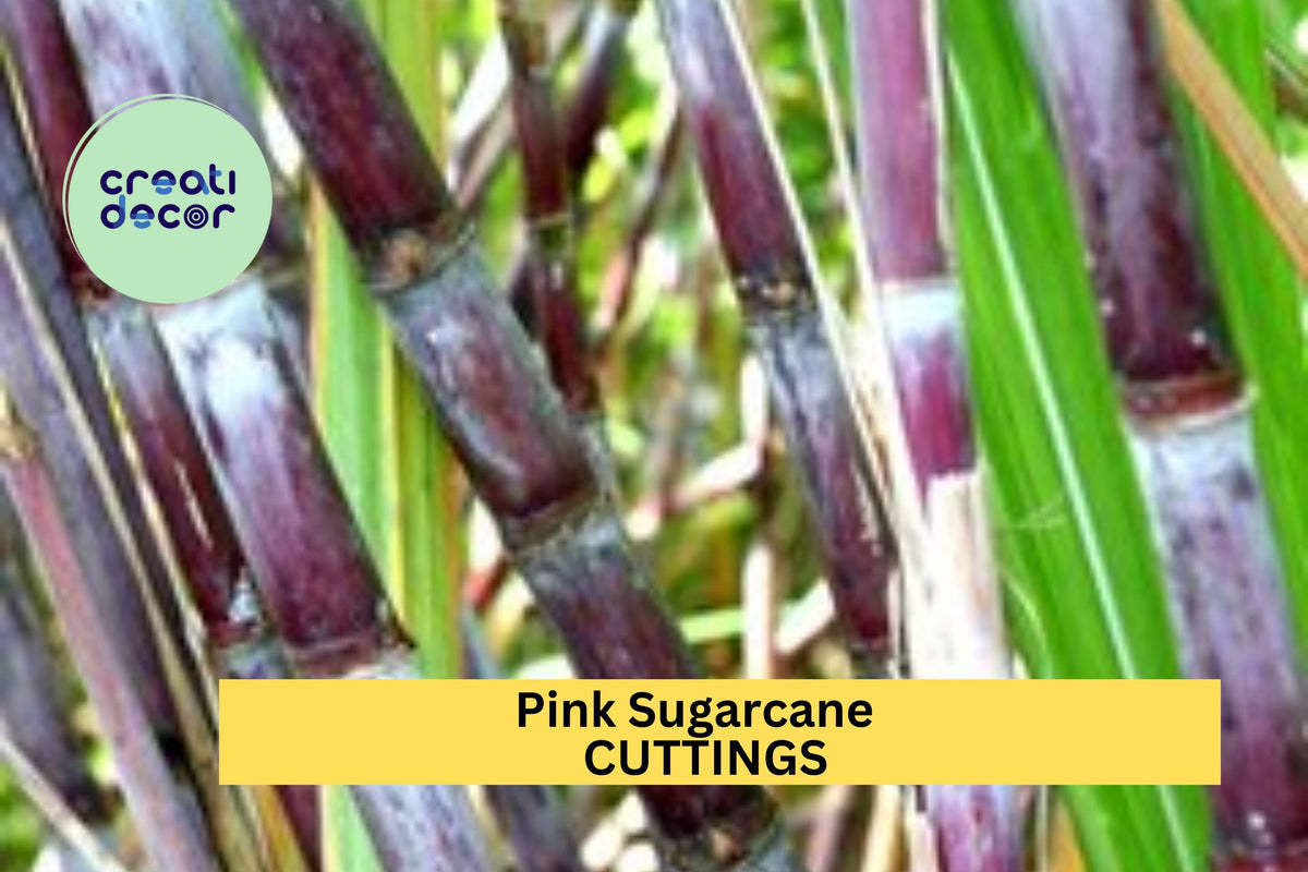 5 Pink Sugarcane Cuttings – Rooted with 10 Nodes Total – Sweet Tropical Variety Ready to Plant in Garden or Pot – USA