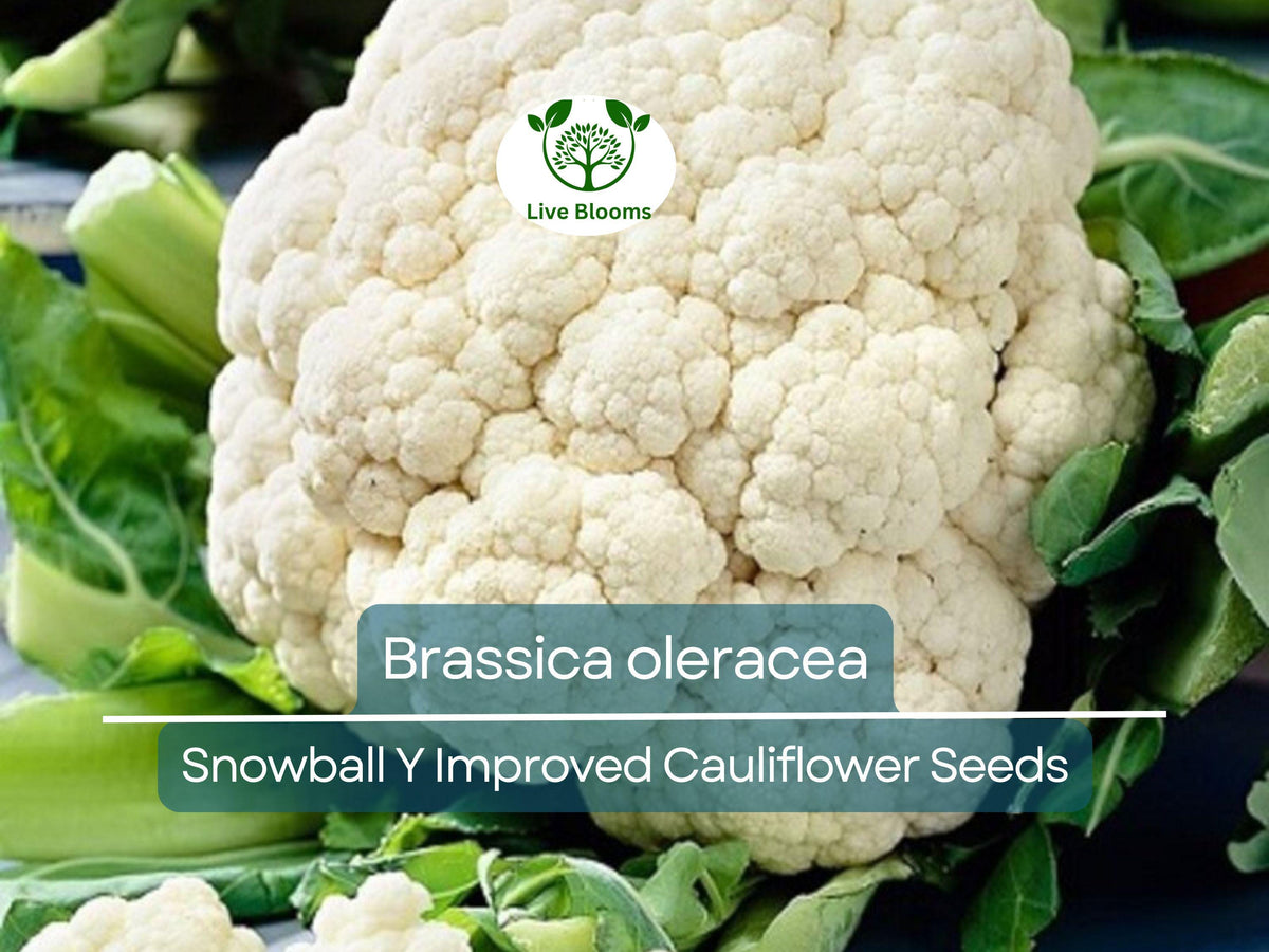 100 Seeds Cauliflower Snowball Y Improved Brassica oleracea Heirloom, White, Compact, Disease-Resistant for Gardening & Cooking