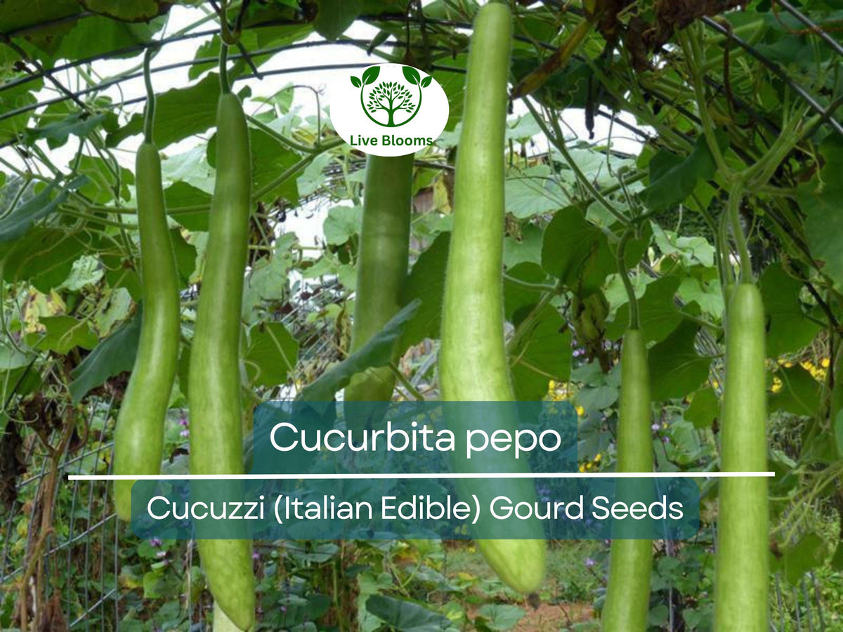 Cucuzzi Italian Edible Gourd Seeds – Non-GMO, Heirloom, Long Tender Cucurbita pepo for Cooking & Gardening