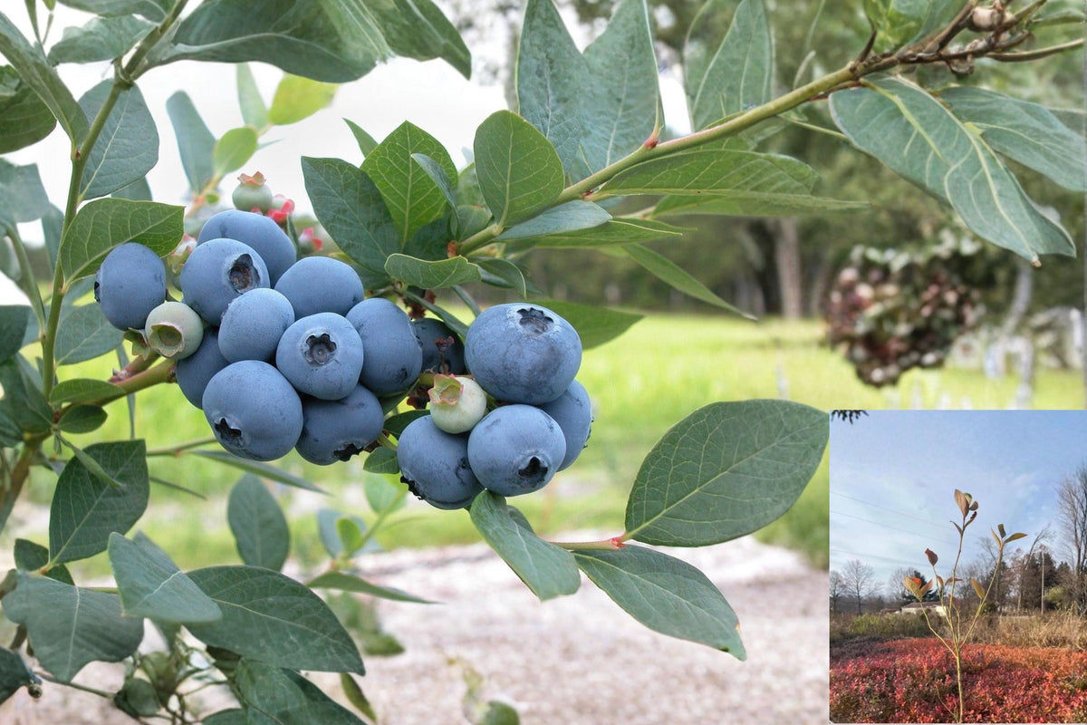 Blueberry Rooted Cuttings 6-12 Inches Vaccinium spp. Highbush Fruit Shrubs for Home Garden