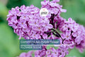 20 Common Lilac Seeds Syringa vulgaris Purple Fragrant Flowering Tree Hardy Perennial Zones 3-7
