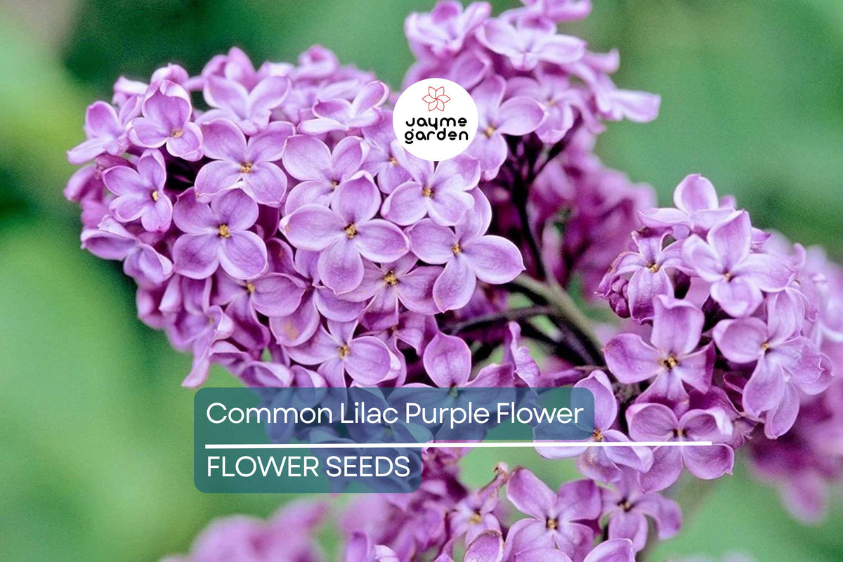 20 Common Lilac Seeds Syringa vulgaris Purple Fragrant Flowering Tree Hardy Perennial Zones 3-7