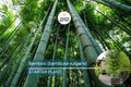 Live Bamboo Plant - Bambusa vulgaris, 12-24 inch starter, Clumping Bamboo for Gardens, Privacy Screens, Landscaping