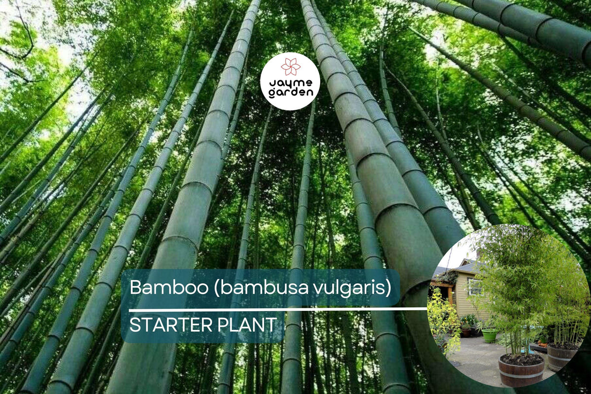 Live Bamboo Plant - Bambusa vulgaris, 12-24 inch starter, Clumping Bamboo for Gardens, Privacy Screens, Landscaping