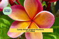 Candy Stripe Plumeria Cutting Double Head | 10" Unrooted Starter | Vibrant Tropical Frangipani Flower Tree | USA Seller