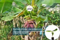 Plantain Starter Plant - Musa × paradisiaca Live Tropical Fruit Tree for Home Gardening, Versatile Edible Plant