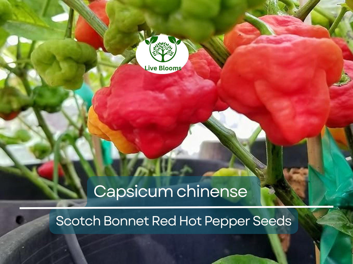 Scotch Bonnet Red Hot Pepper Seeds, Capsicum chinense, Super Spicy Caribbean Hot Pepper for Planting, 30 Seeds