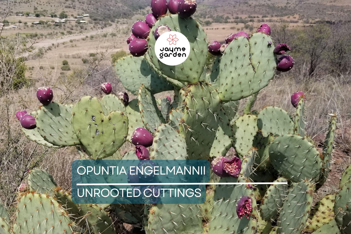 Opuntia Engelmannii Cactus Cutting – 6-9 Inches, Yellow Flowers, Prickly Pear, Rootone Treated, Drought-Tolerant Succulent