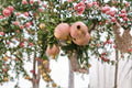 Babylonian White Pomegranate Cuttings 3-Pack | Unrooted Punica granatum Fruit Tree Propagation