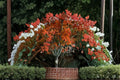 Acer Grosseri Var. Hersii Seeds – Rare Asian Maple, Ornamental Tree, Distinctive Foliage, Deciduous, Cold Stratification Needed