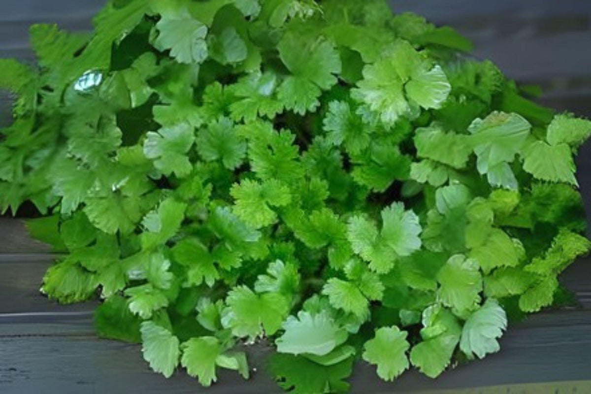 Cilantro Coriander Seeds Pack of 175 – Fast-Growing Herb for Fresh Leaves & Aromatic Seeds – Coriandrum sativum
