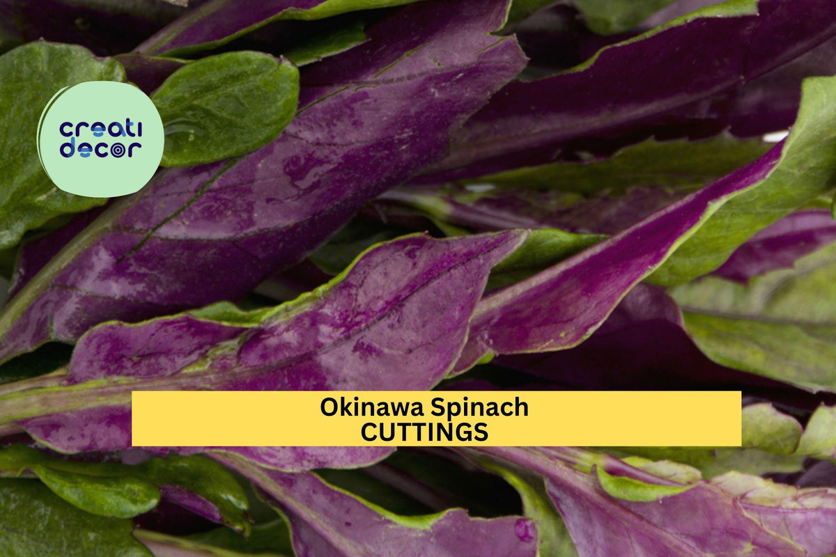 12 Okinawa Spinach Cuttings Gynura Bicolor Starter Plants, Edible Green & Purple Leaf Vegetables, Unrooted 5–6"