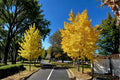 Ginkgo Biloba Live Plant | 1-2 ft Ornamental Tree | Fan-Shaped Leaves | Ginkgo biloba Bare Root Tree