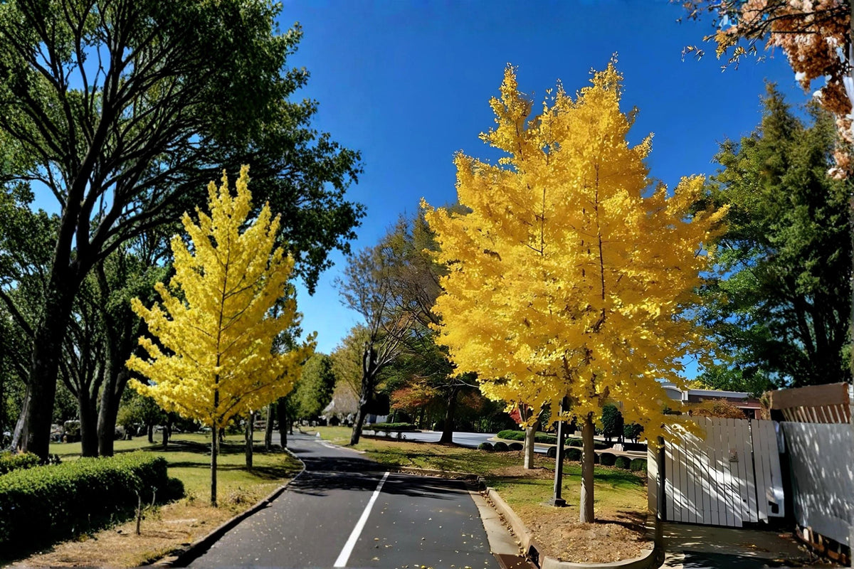 Ginkgo Biloba Live Plant | 1-2 ft Ornamental Tree | Fan-Shaped Leaves | Ginkgo biloba Bare Root Tree