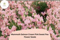 Mammoth Salmon Cream Pink Sweet Pea Seeds | Climbing Annual Vine | Lathyrus odoratus | Ornamental Garden Plant